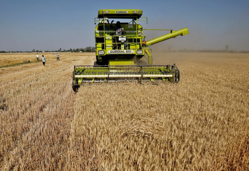 &copy; Reuters. Campo de trigo na Índia