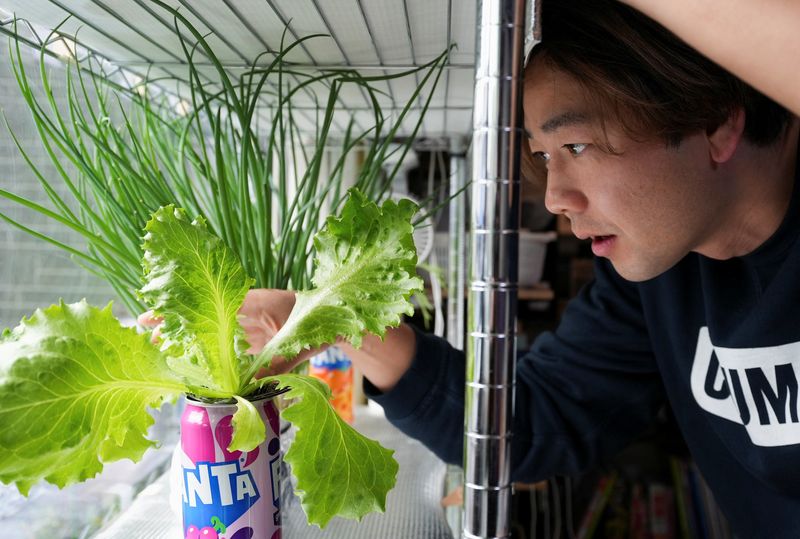 Homegrown veg, cheap substitutes: Japanese get creative to fight soaring food prices