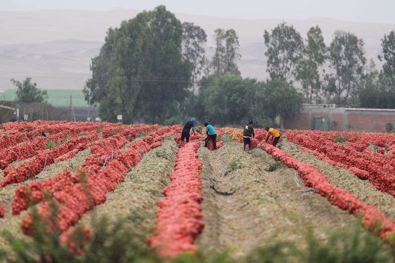 Peru targets $40 billion in agricultural exports by 2040