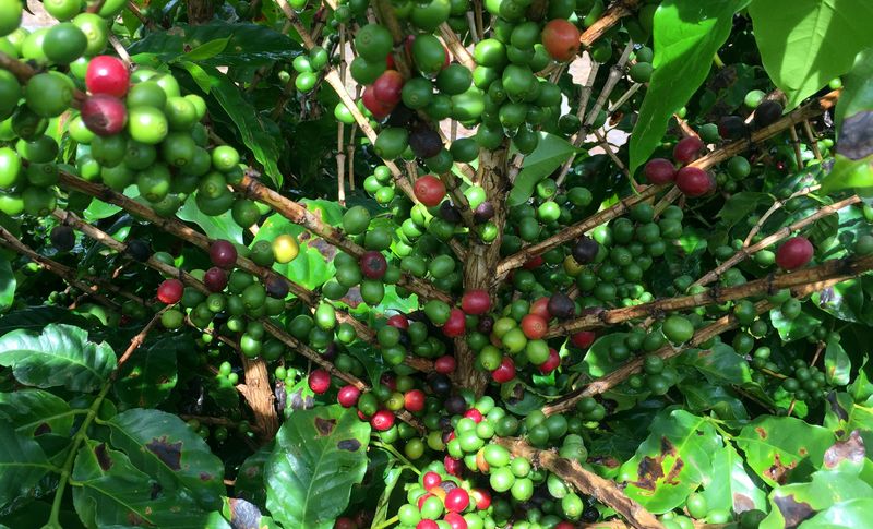 &copy; Reuters. Plantação de café em fazenda de São Desidério, na Bahian21/03/2018nREUTERS/Roberto Samora
