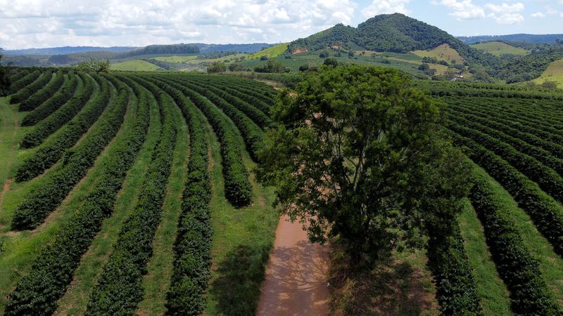 Café fecha em alta e açúcar bruto atinge novo pico de 2 meses