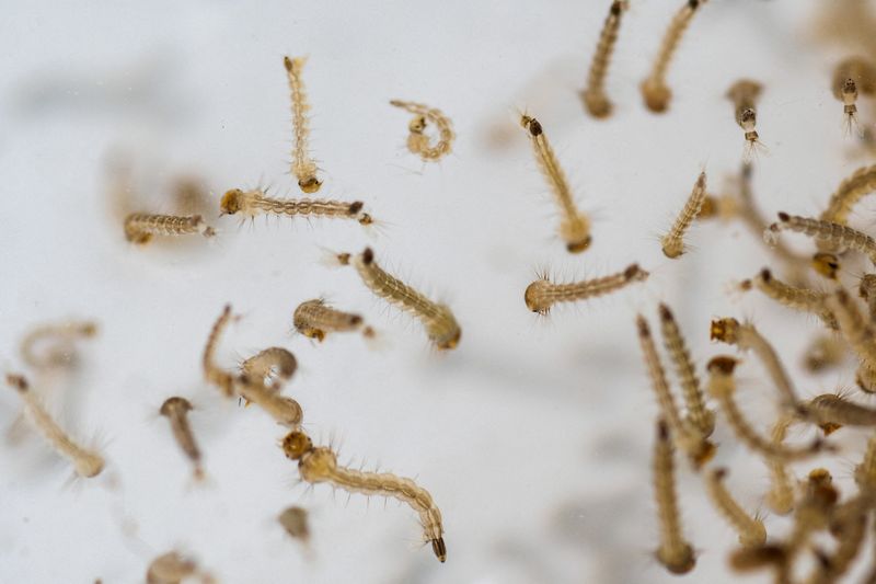 &copy; Reuters. Larvas de aedes aegypti são examinadas em departamento do Ministério da Saúde da Guatemalan22/07/2024nREUTERS/Josue Decavele