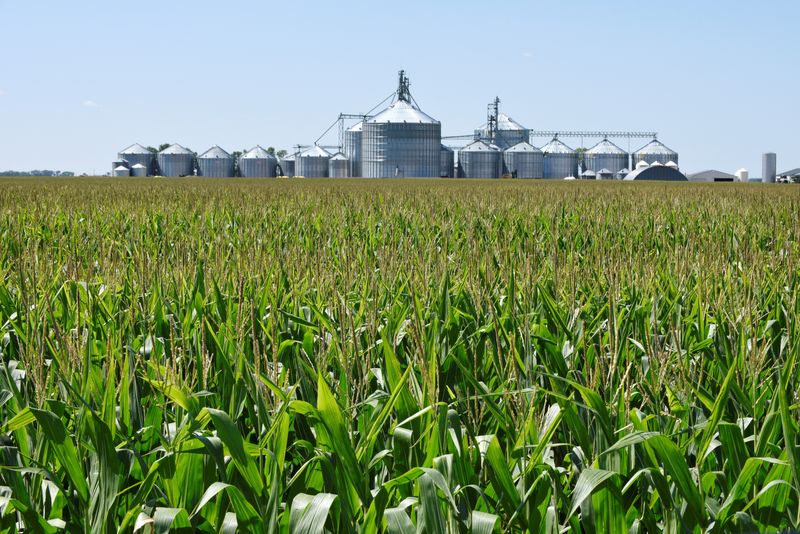 Analysis-American farmers to plant more corn, seeking best chance at profits