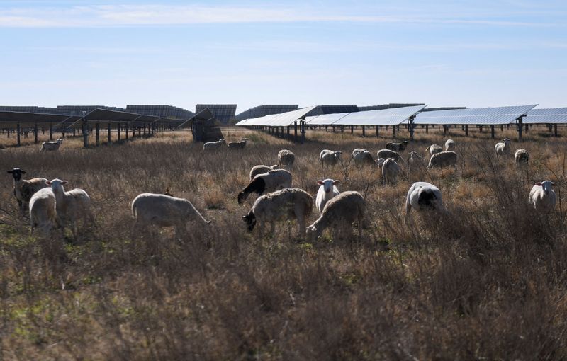 Sheep grazing under solar panels help US farmers to survive crop-price slump