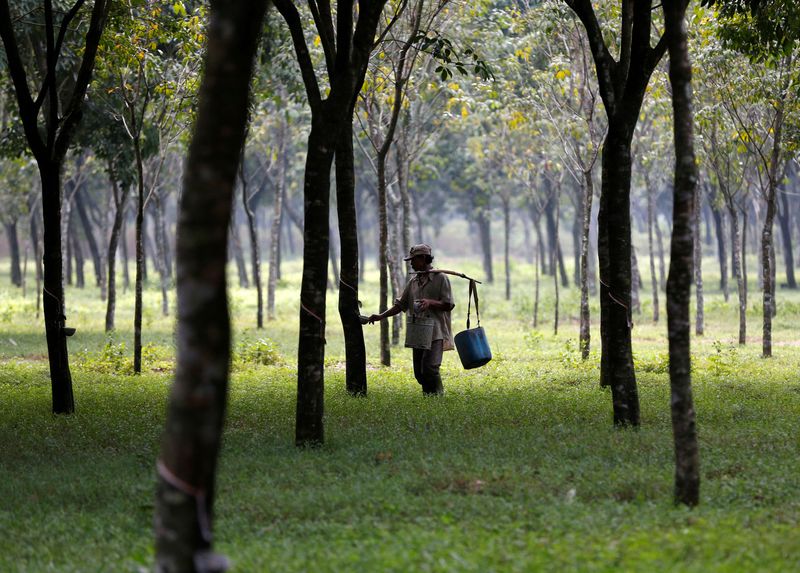 Global rubber shortfall looms in 2025 on stagnant output, association says