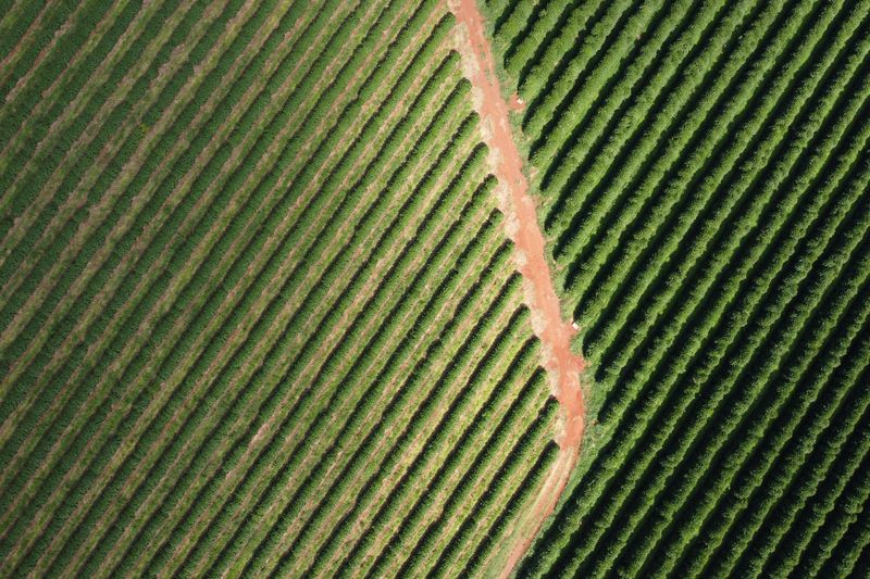 &copy; Reuters. Cafezaln17/02/2025nREUTERS/Carla Carniel