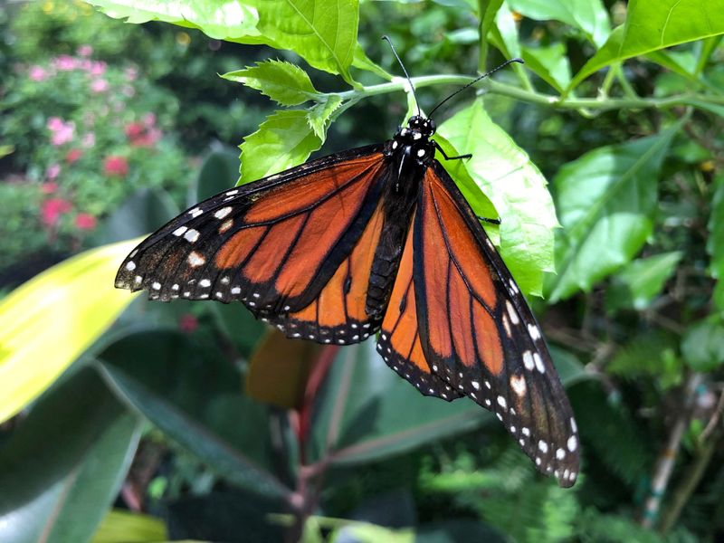 Butterfly populations plummet by 22% in US since turn of century