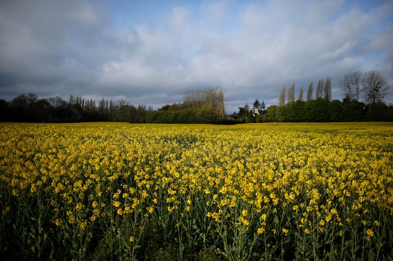 &copy; Reuters. Cultivo de canola em Saint-Jouan-des-Guerets, França n07/04/2019nREUTERS/Stephane Mahe