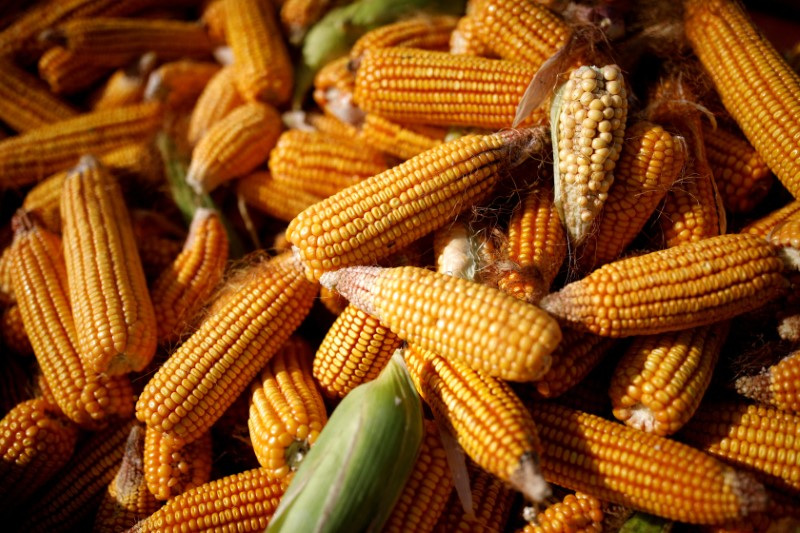 &copy; Reuters. FILE PHOTO: Corn is piled in the back of a vehicle in a field on the outskirts of Jiayuguan, Gansu province, China September 28, 2020. REUTERS/Carlos Garcia Rawlins/File Photo