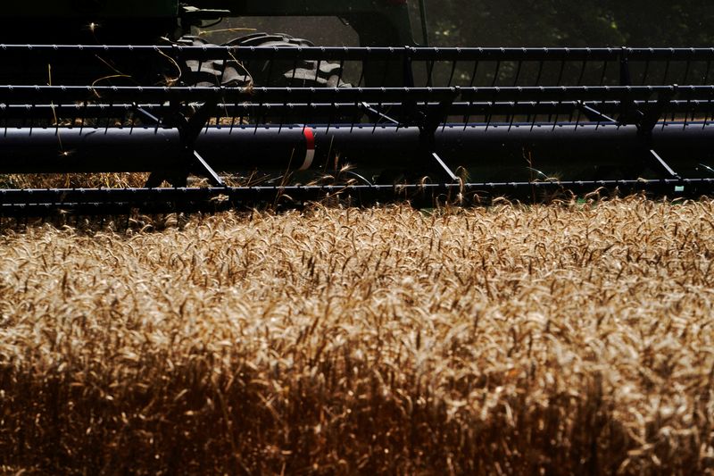 &copy; Reuters. Colheita de trigo em Skedee, Oklahoma, EUAn13/06/2024nREUTERS/Nick Oxford