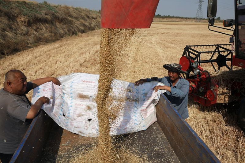 &copy; Reuters. Colheita de trigo na China
