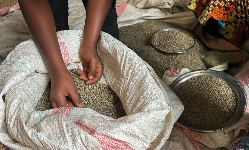 Congo coffee farmers fear war will undo recent gains