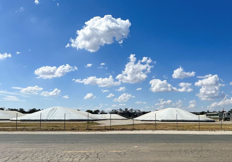 Beetle that threatens Australia’s grains industry found in imported nappies