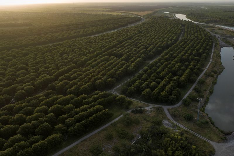 China probes US, Mexican pecan imports, Mexico’s restriction measures