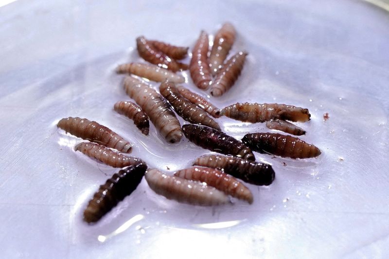 Mexico’s Senasica says screwworm case in north was detected thanks to protocol established with US