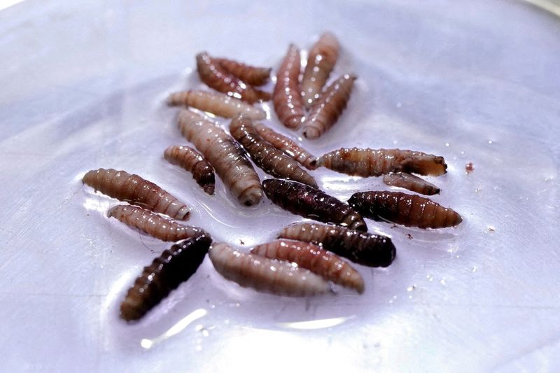 US criticizes Mexico’s handling of screwworm near border