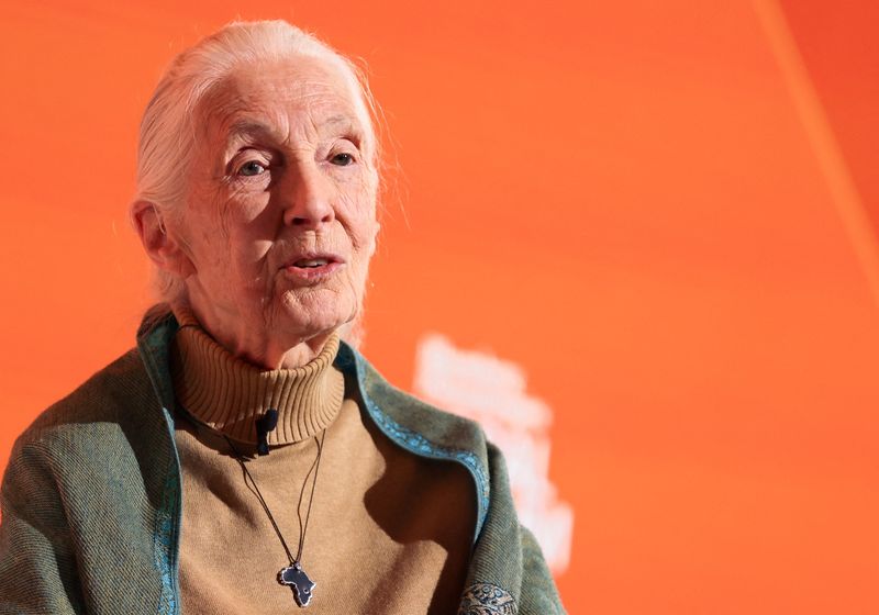 Wildlife advocate, primate expert Jane Goodall dies at 91