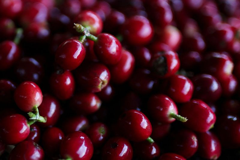 Colombia has best coffee harvest in decades, warns of lower 2025/26 crop
