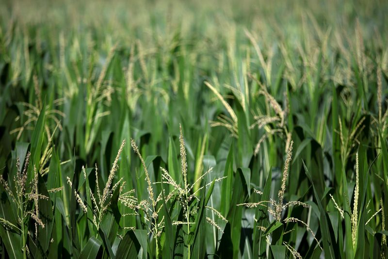 Farmers, traders ‘flying blind’ as US shutdown blocks key crop data